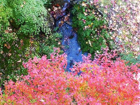 紅葉と水辺