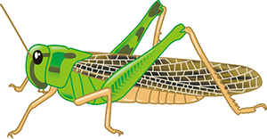 トノサマバッタ