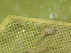 ウシガエルオタマジャクシ