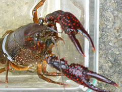 ザリガニハサミ